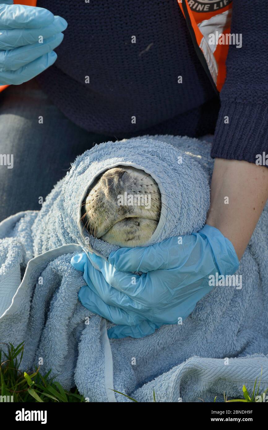 Sick Grey Robbenmup (Halichoerus grypus) 'Boggle', der von einem britischen Divers Marine Life Rescue Sanitäter in ein Handtuch gewickelt wurde, während er auf Injurie untersucht wurde Stockfoto