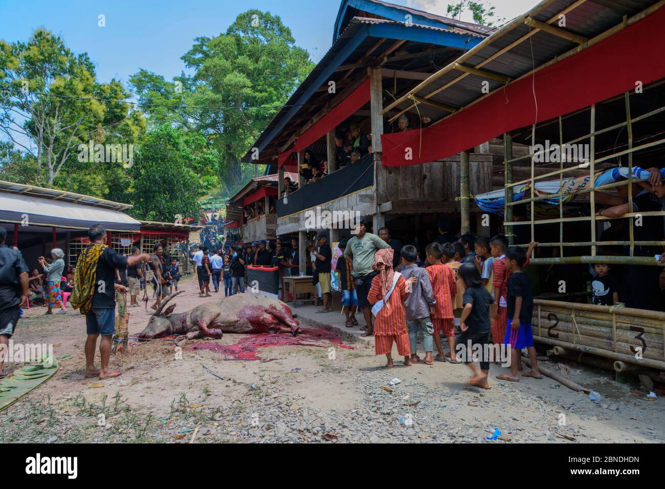 Beerdigung von Toraja in Buntao, Süd-Sulawesi, Indonesien. Tötete Wasserbüffel vor dem Familienhaus des Verstorbenen. Stockfoto