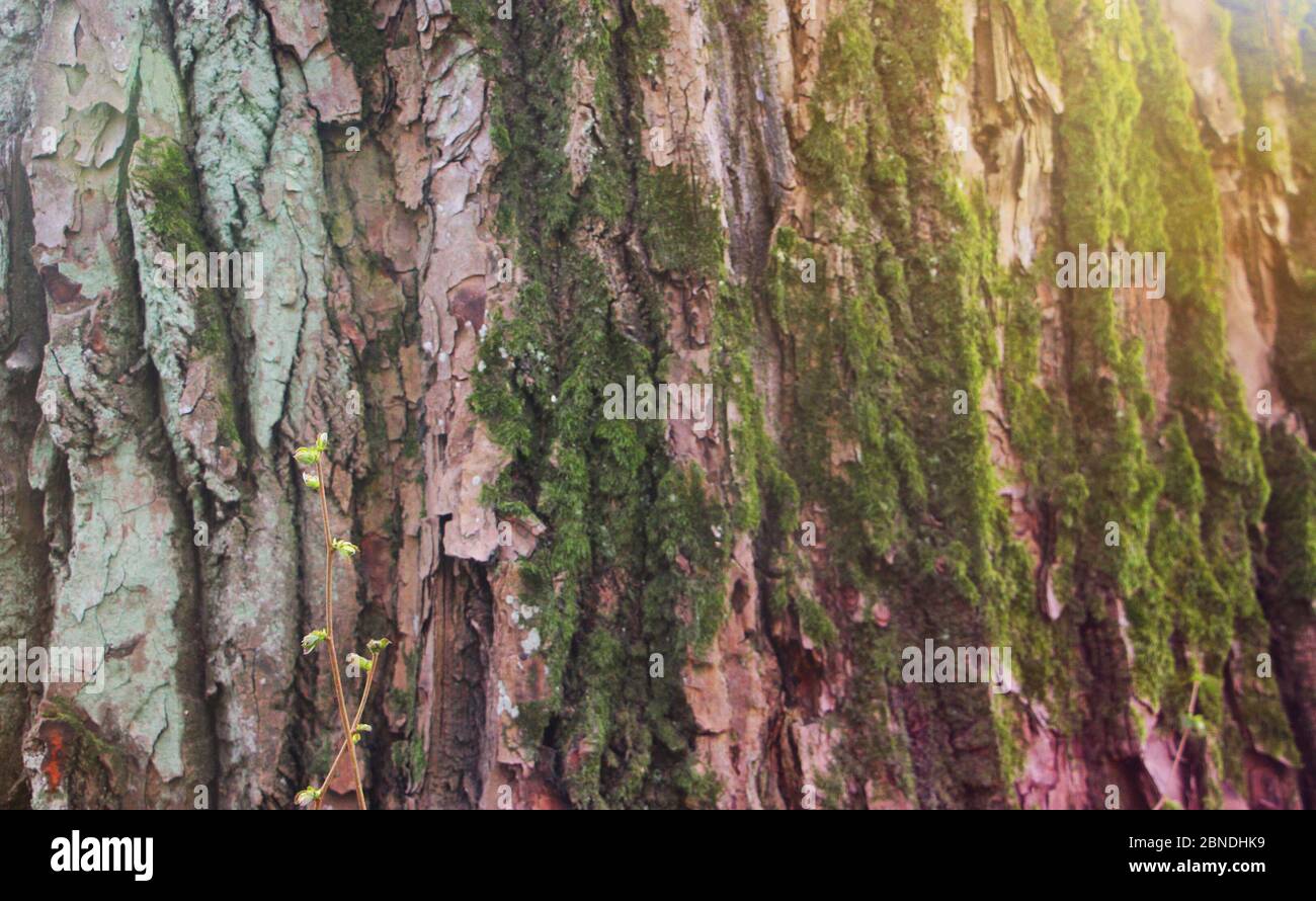 Geprägte Textur der braunen Rinde eines Baumes mit grünem Moos Stockfoto