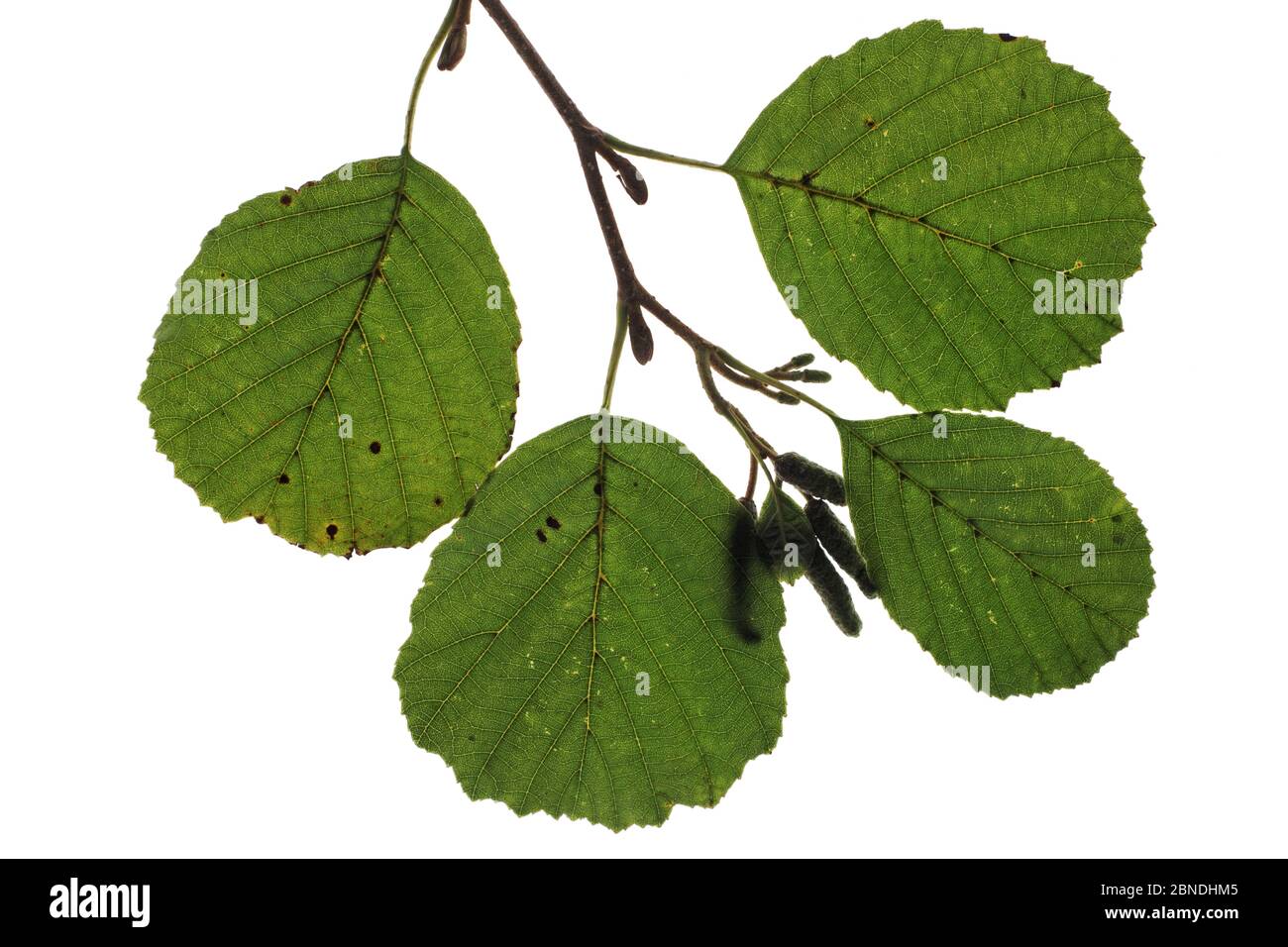 Erle (Alnus glutinosa) und Kätzchen auf weißem Hintergrund. Stockfoto