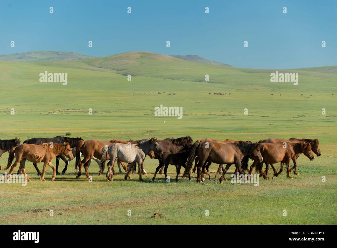 Einheimische Pferde in der Wüste Gobi, Provinz Umnugovi, Südmongolei. Stockfoto