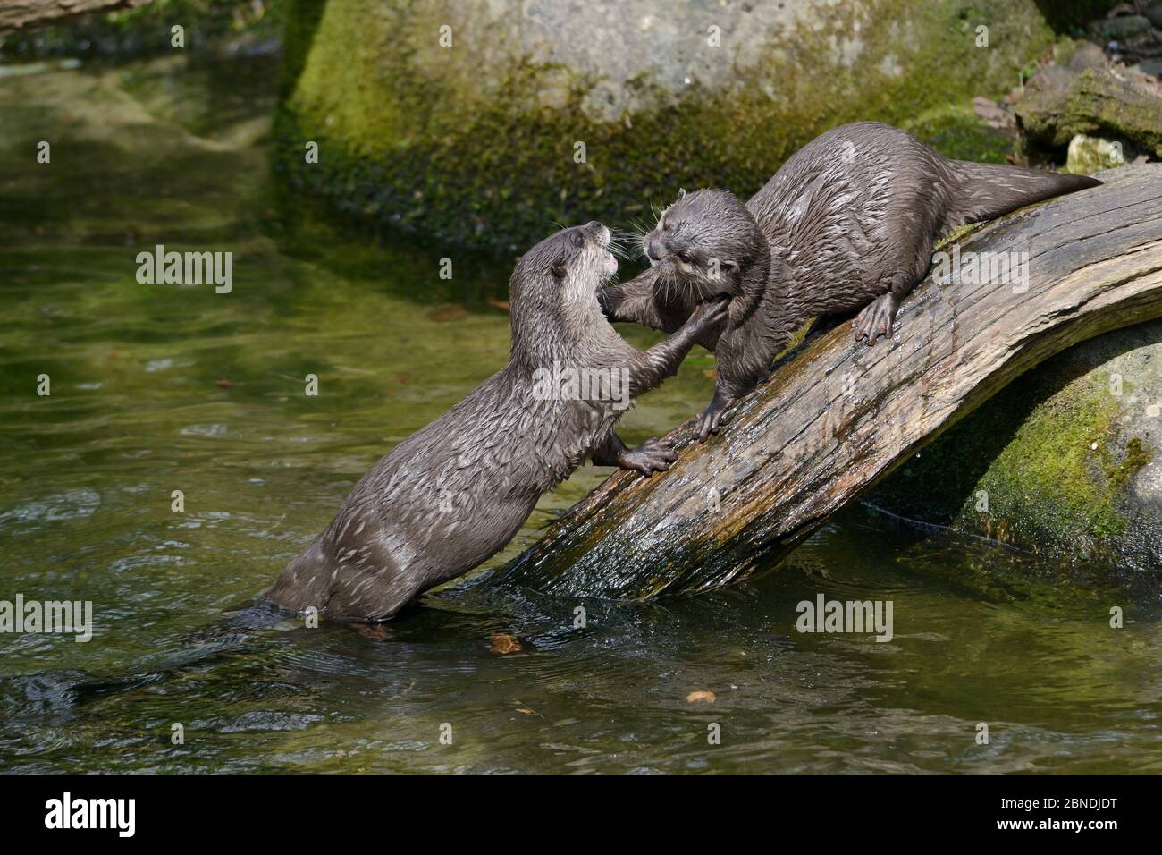 Zwei asiatische kurze Krallen Otter (Aonyx Cinerea) Spiel-kämpfen, Cornish Seal Sanctuary, Gweek, Cornwall, UK, April. Stockfoto