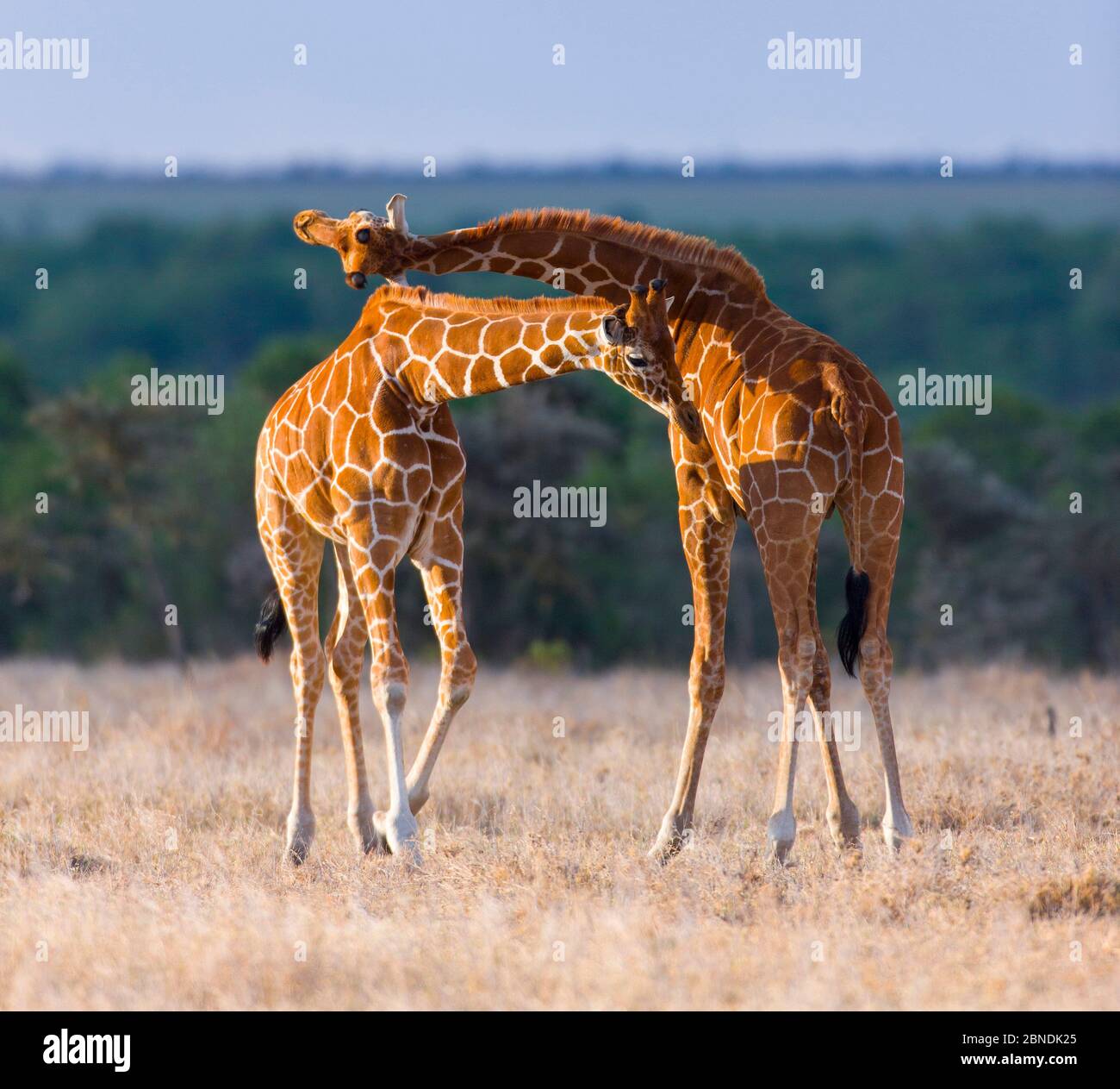 Netzgiraffen (Giraffa camelopardalis reticulata), Hals, Ol Pejeta Reserve, Kenia Stockfoto