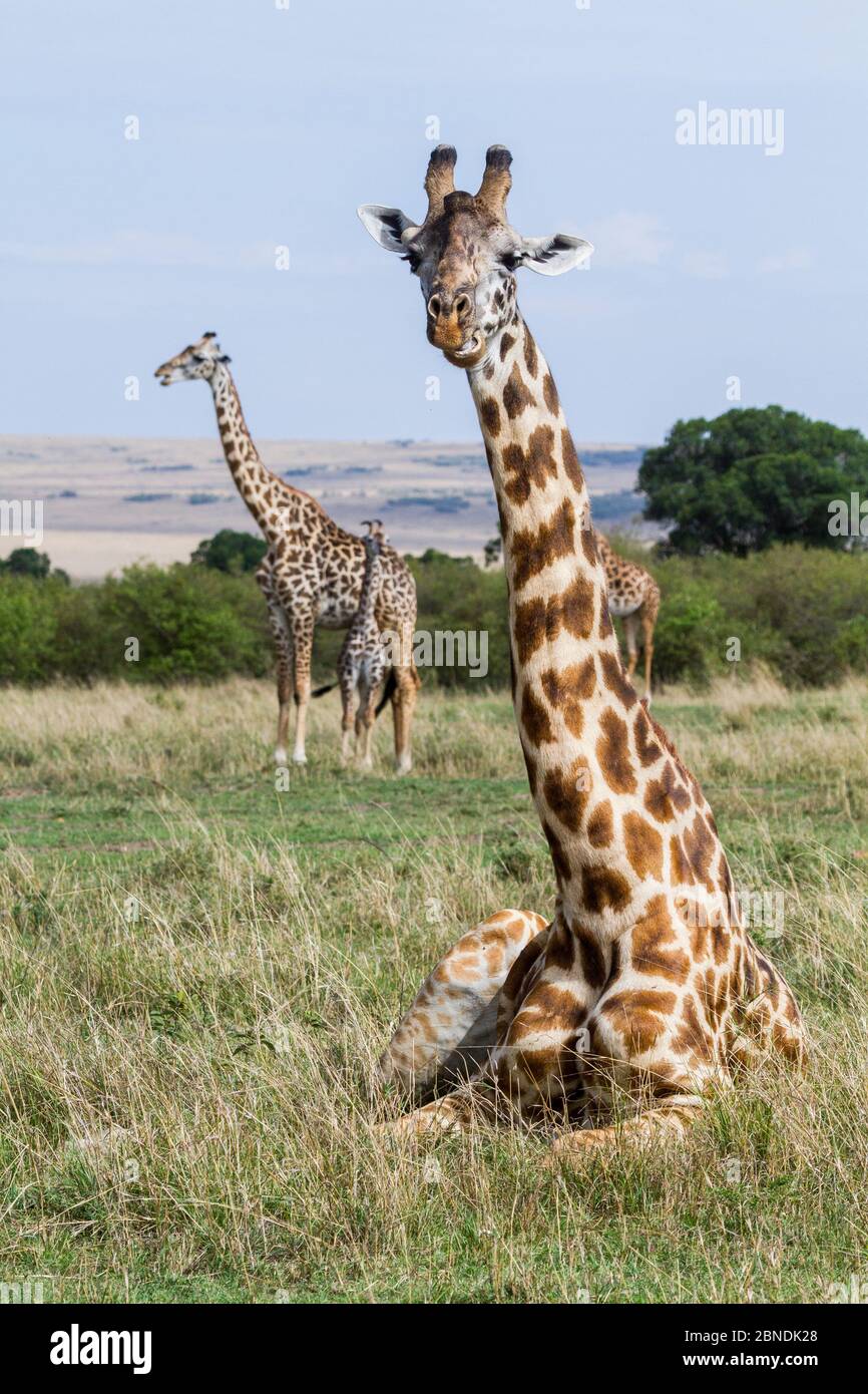 Masai Giraffe (Giraffa camelopardalis tippelskirchi) Erwachsener, der mit Mutter und Kalb im Hintergrund ruht, Maasai Mara Game Reserve, Kenia Stockfoto