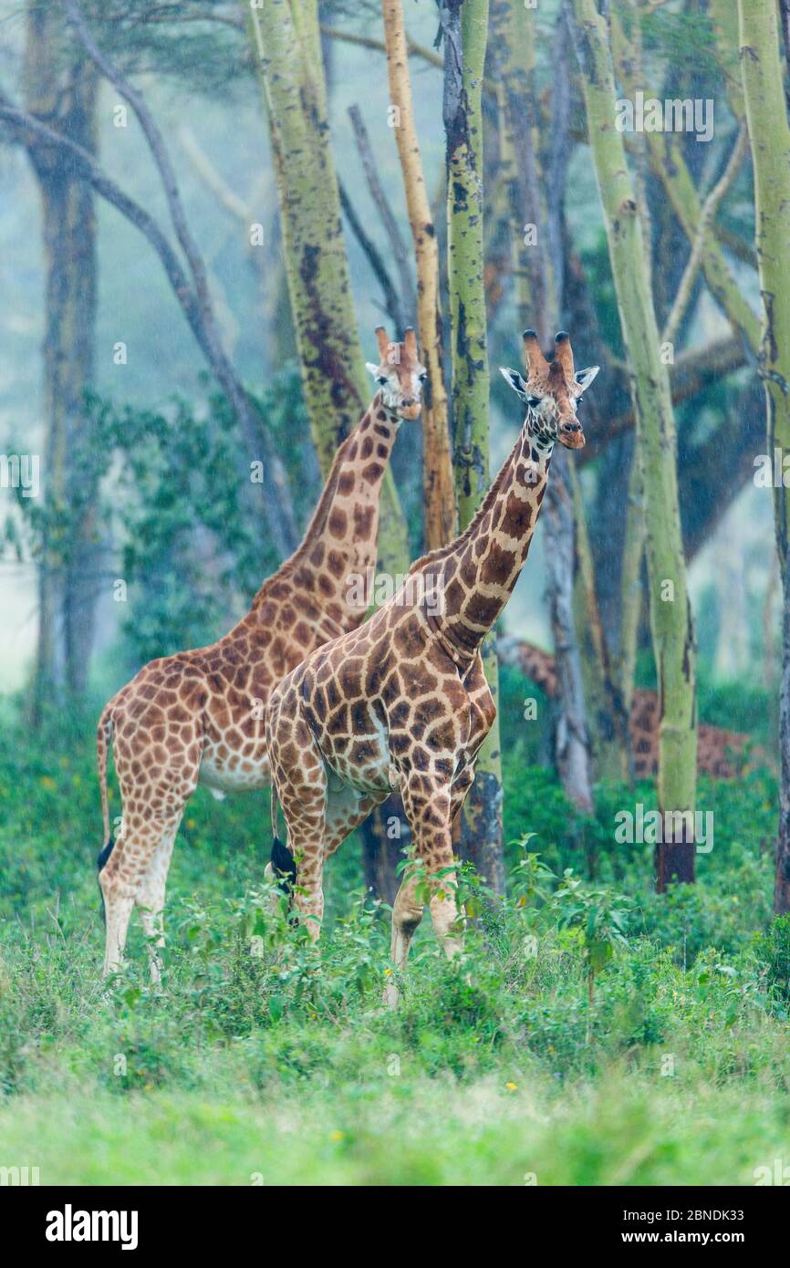 Rothschild / Baringo Giraffe (Giraffa camelopardalis rothschildi) Gruppe Schutz unter Akazien Bäume vor dem Regen, Nakuru Nationalpark, Kenia Stockfoto