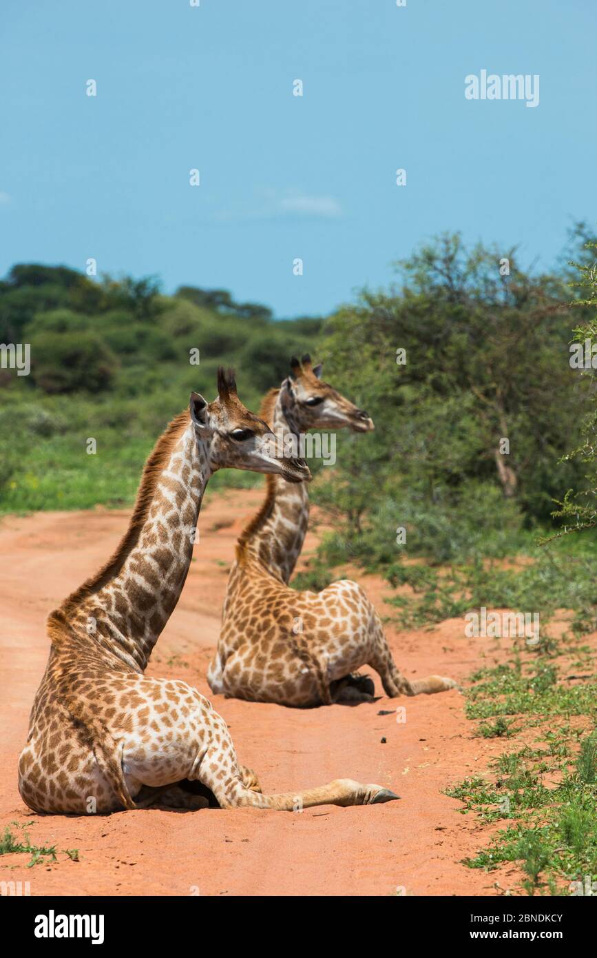 Zwei Giraffen (Giraffa camelopardalis) auf dem Boden sitzend, Marakele Nationalpark, Limpopo Provinz, Südafrika. Stockfoto