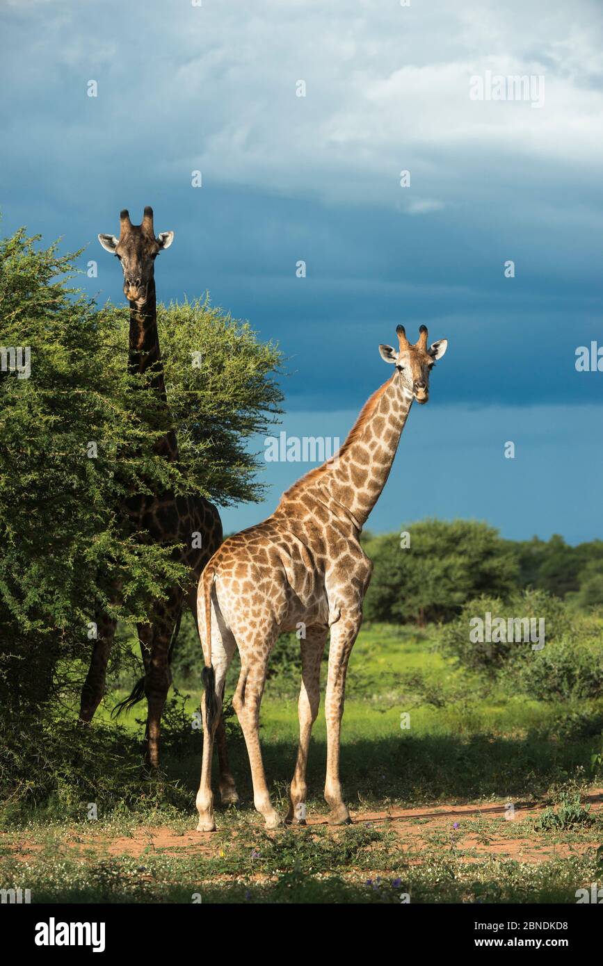 Zwei Giraffen (Giraffa camelopardalis) Marakele Nationalpark, Limpopo Provinz, Südafrika. Stockfoto