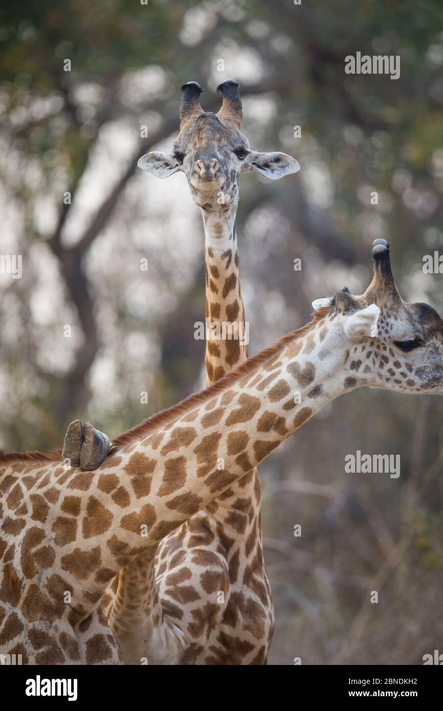 Zwei Giraffen (Giraffa camelopardalis), eines mit Vorderbein am Hals des anderen, Süd-Luangwa, Sambia. Oktober. Stockfoto