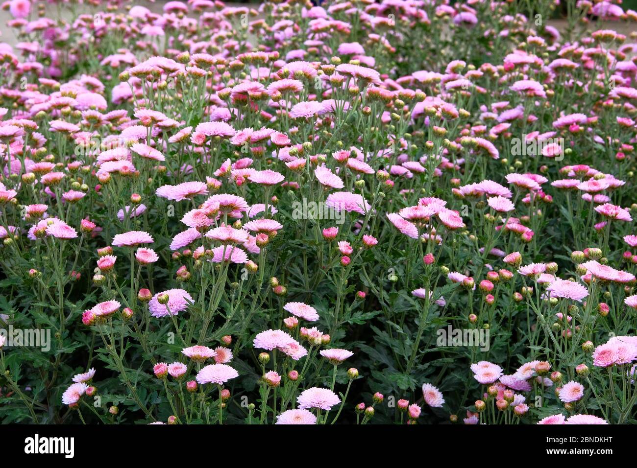 Lila Chrysantheme in Gärtnerei und Shop. Chrysantheme Tapete. Floral hell blühenden Hintergrund. Nahaufnahme. Stockfoto