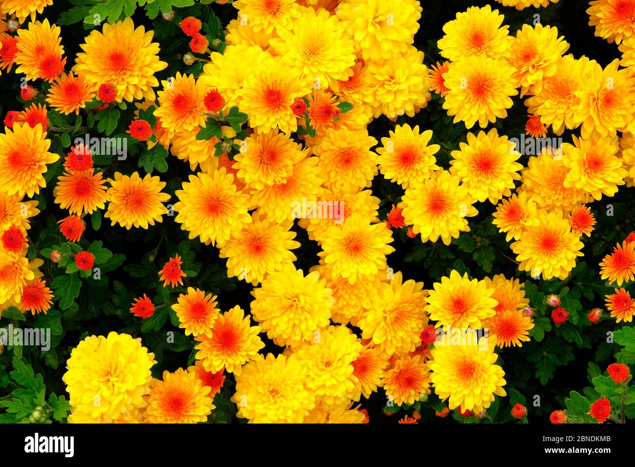 Gelbe orangefarbene Chrysanthemen in der Gärtnerei. Chrysanthemen Tapete. Floral hell blühenden Hintergrund. Nahaufnahme. Stockfoto