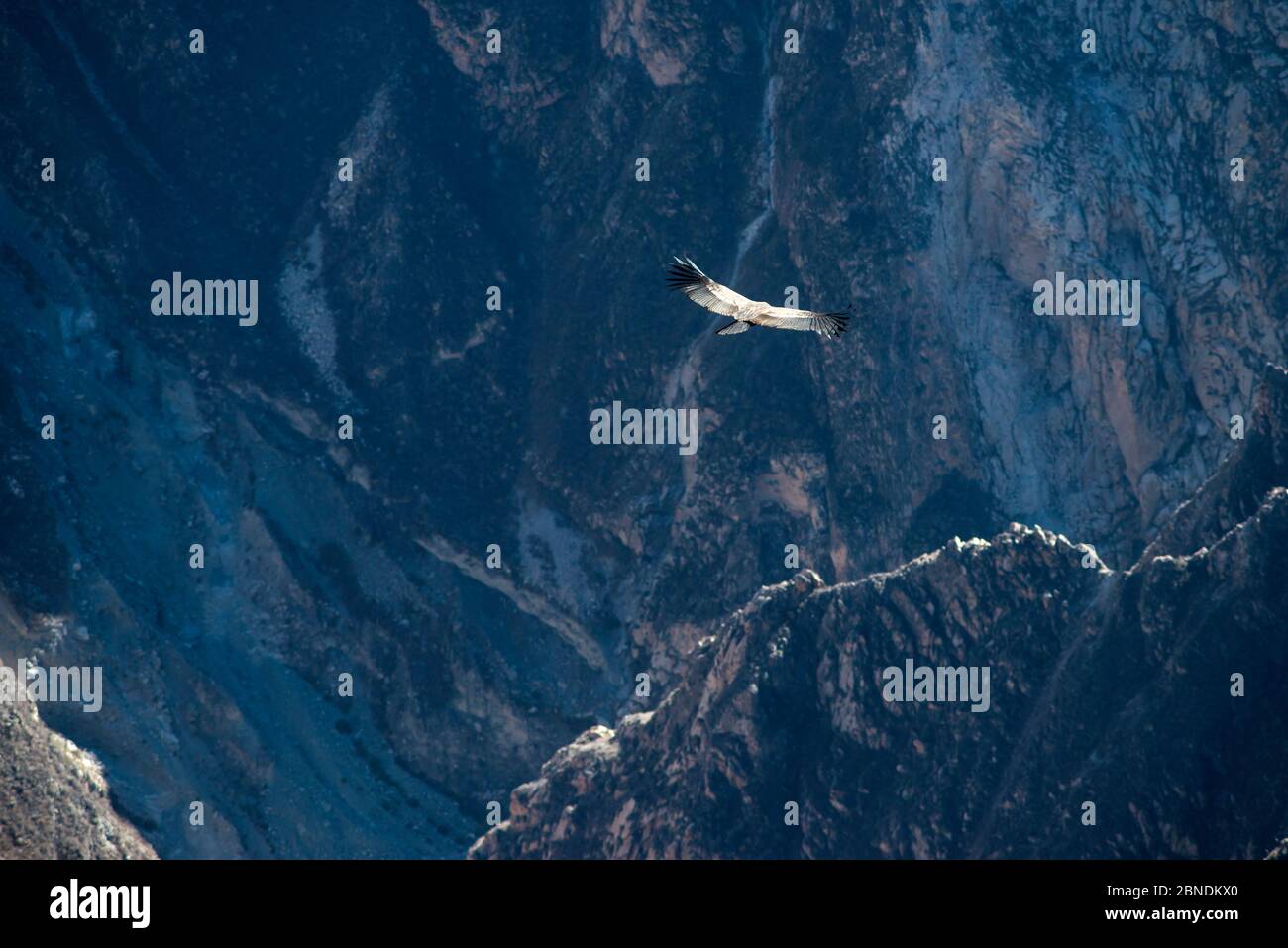 condor Flug in felsigen Canyon in Peru bei sonnigen Morgen Stockfoto