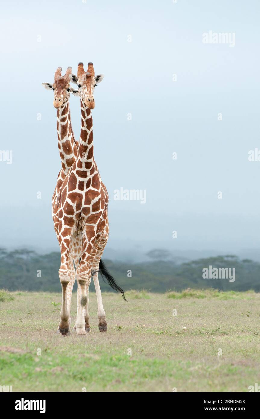 Netzgiraffe (Giraffa camelopardalis reticulata) zwei, die wie ein Tier mit zwei Köpfen aussehen. Laikipia, Kenia. September. Stockfoto