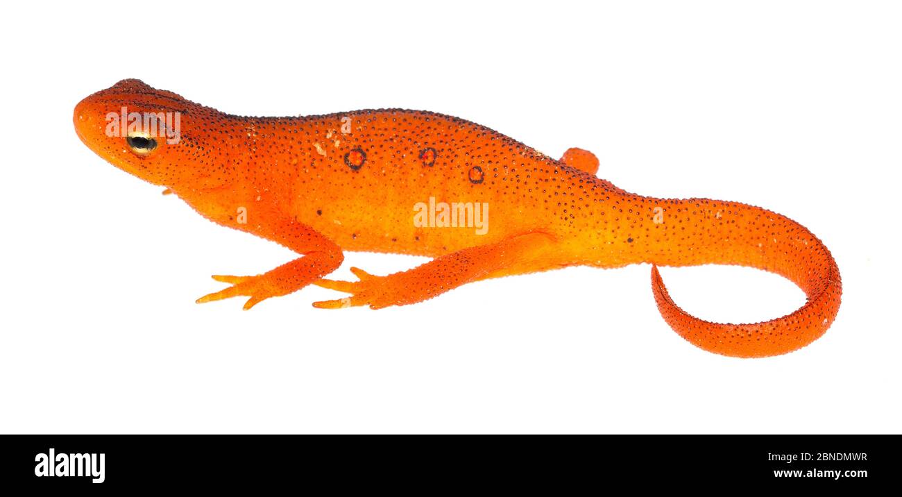 Terrestrische rote eft-Etappe des östlichen Newts (Notophthalmus viridescens) Clark's Creek, Tennessee, USA, Mai. Meetyourneighbors.net Projekt Stockfoto