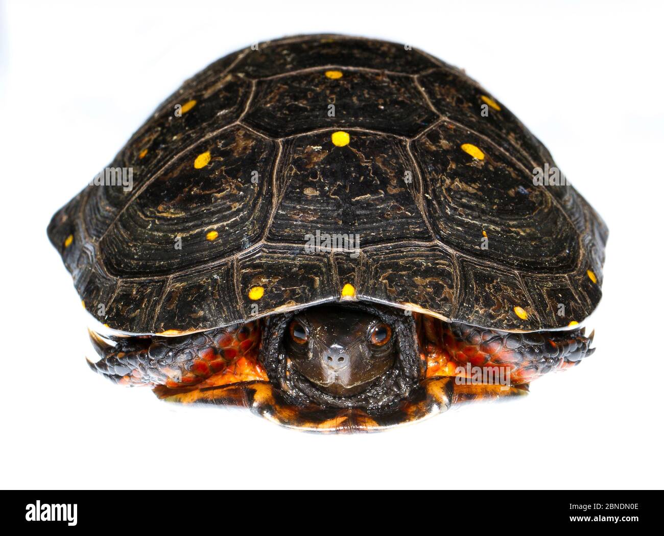 Gefleckte Schildkröte (Clemmys guttata) Männchen, West Michigan, USA. Meetyourneighbors.net Projekt Stockfoto