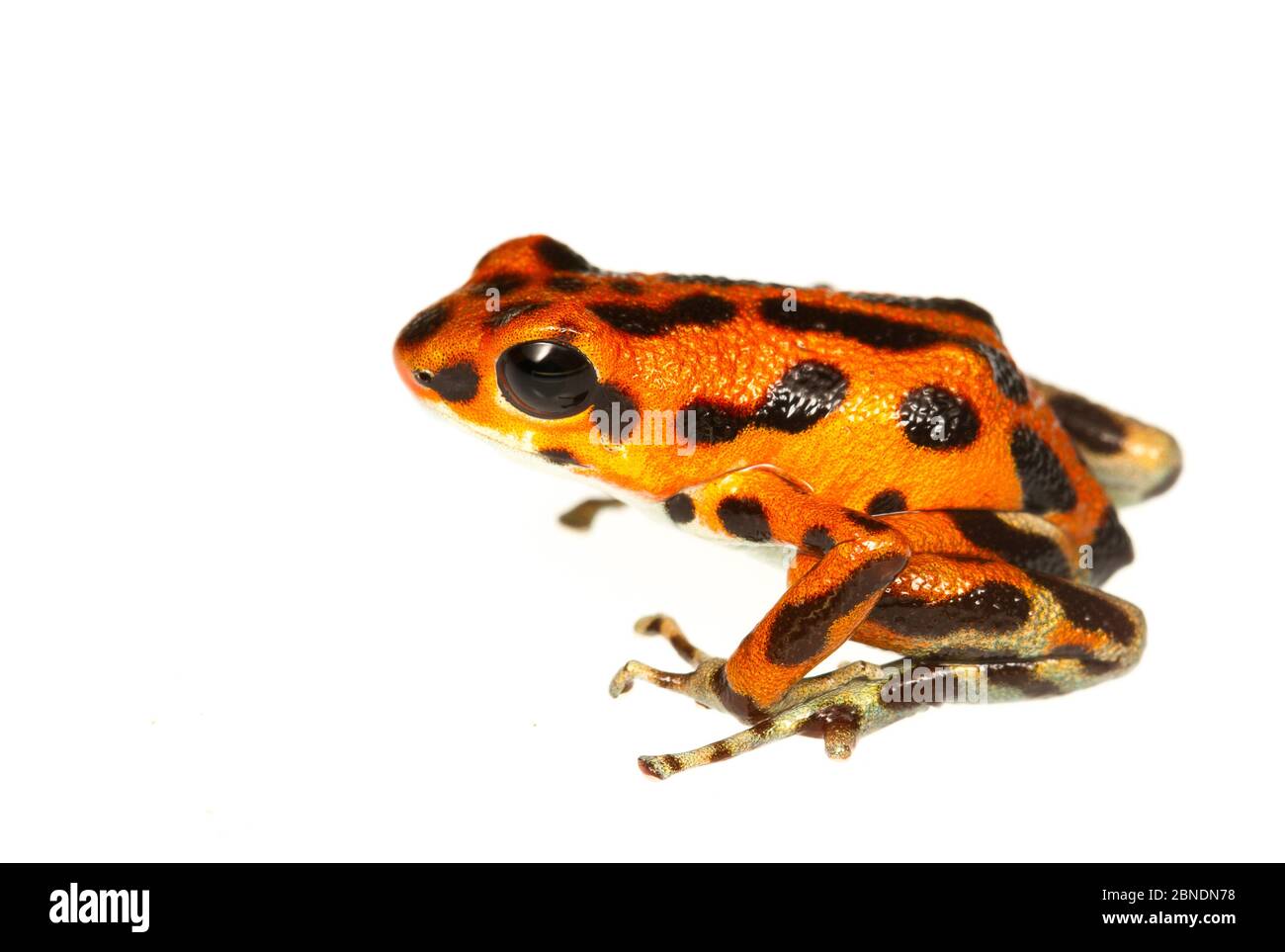 Erdbeergiftfrosch (Oophaga pumilio) Bastimentos, Panama. Meetyourneighbors.net Projekt Stockfoto