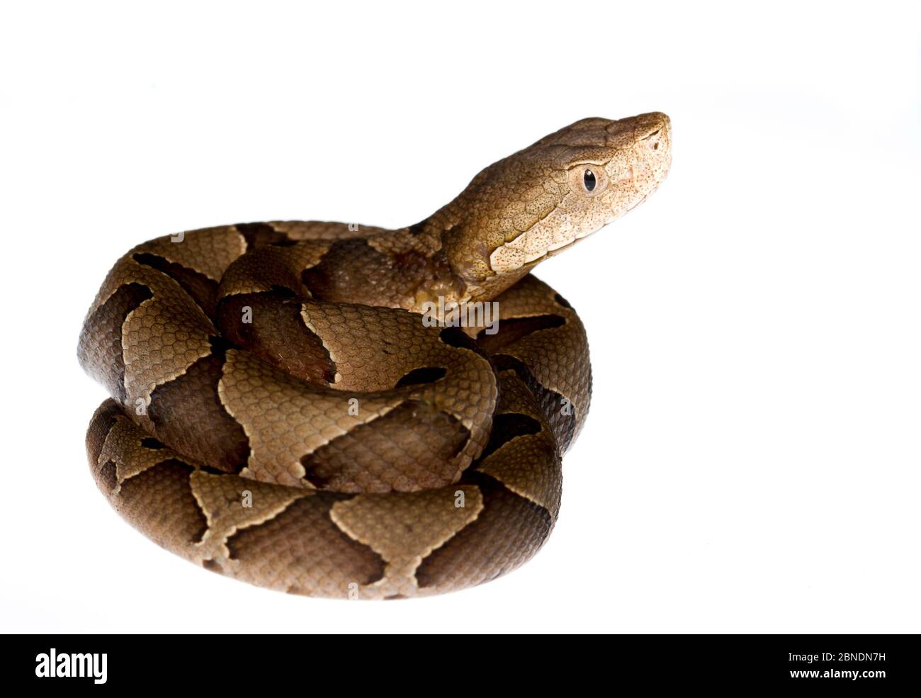 Cenchris atrofuscus Fotos und Bildmaterial in hoher Auflösung Alamy