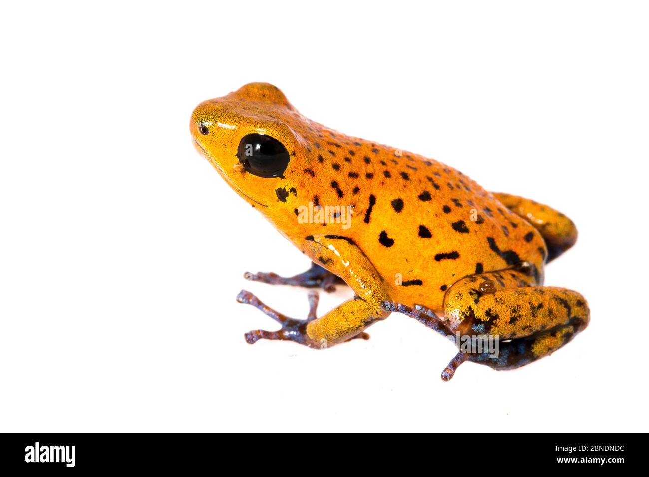 Erdbeergift Dart Frosch (Oophaga pumilio) gefangen, kommt in Mittelamerika vor. Meetyourneighbors.net Projekt Stockfoto