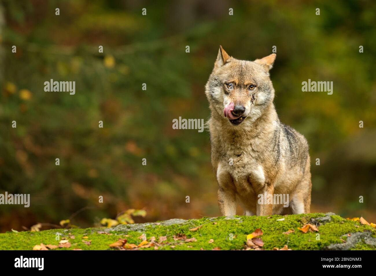 Grauwolf (Canis lupus) auf dem Felsen leckt die Lippen, Bayern, gefangen, Nationalpark Bayerischer Wald, Deutschland. Oktober. Stockfoto