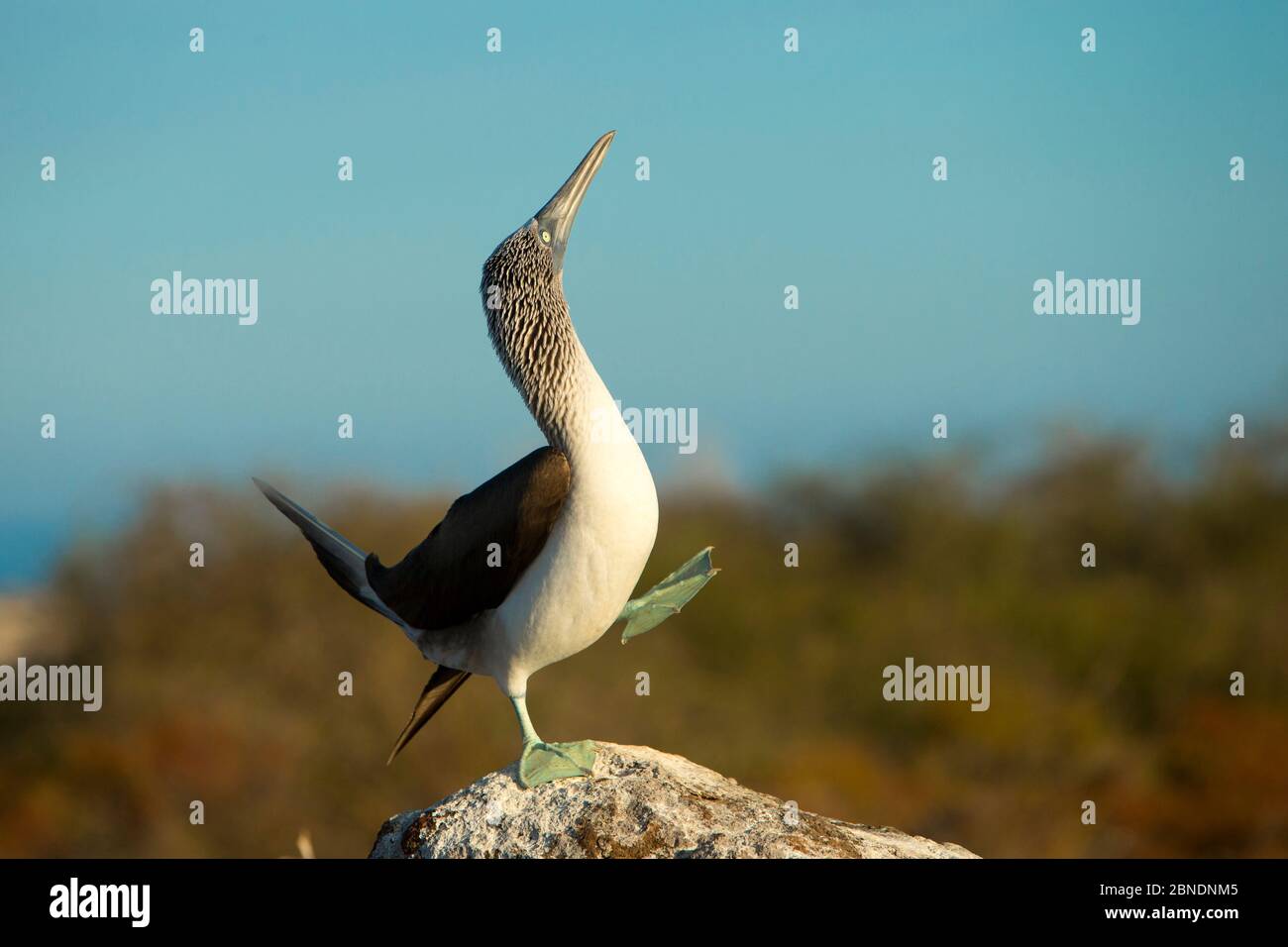 Blue-footed booby (Sula nebouxii) mit Balz-Darstellung, Galapagos-Inseln, April. Stockfoto