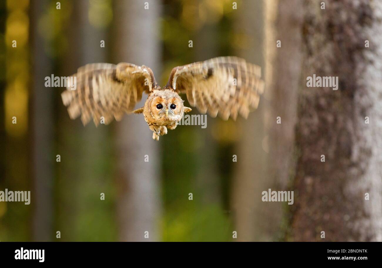 Waldkauz (Strix aluco) im Wald, Tschechische Republik, November. Gefangen. Stockfoto