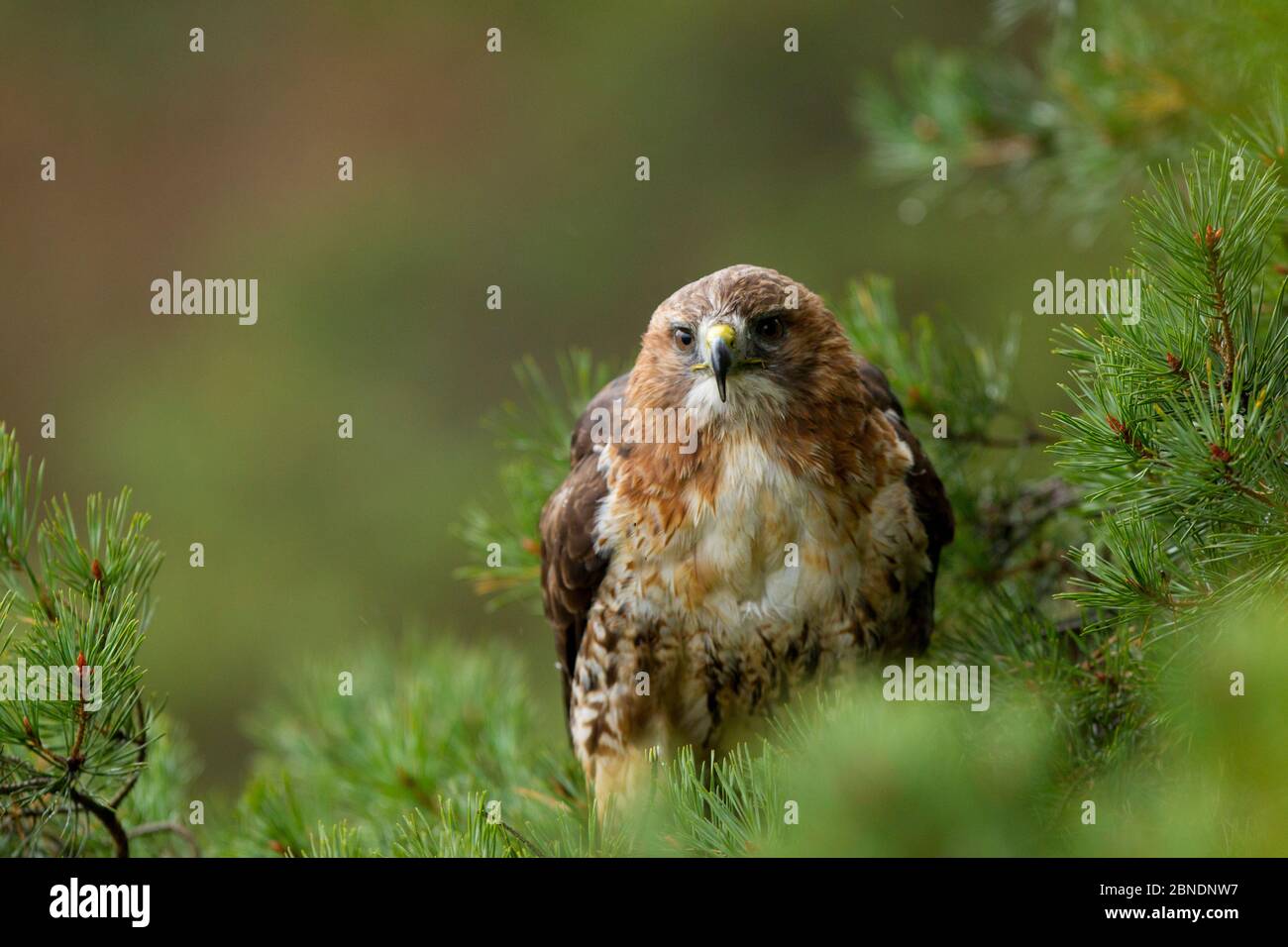 Rotschwanzfalke (Buteo jamaicensis) thront in Baum, Tschechische Republik, November. Gefangen. Stockfoto