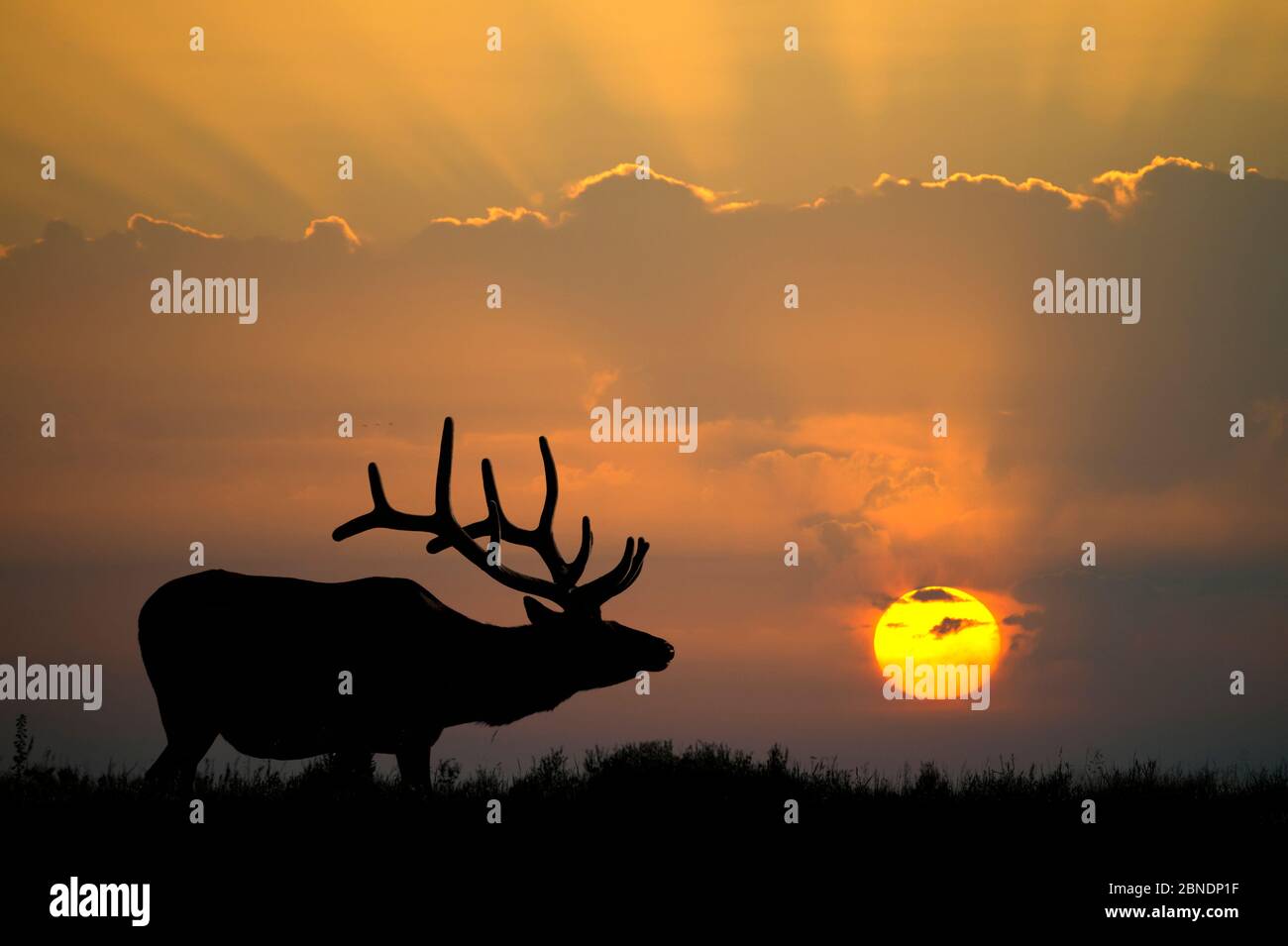 Elch (Cervus canadensis) Bulle in Samtsilhouette gegen untergehende Sonne, Yellowstone Nationalpark, Wyoming, USA, Mai. Stockfoto