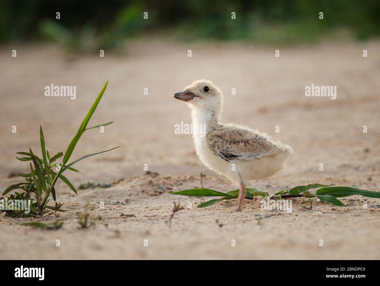 Schwarzer Skimmer (Rynchops flavirostris) junges Küken auf Sandbank, Pantanal, Brasilien Stockfoto
