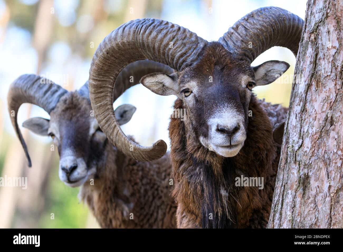 Sythen, NRW, Deutschland. Mai 2020. Zwei Mufflons rammen neugierig auf Besucher im Wildlife Park Granat, ein 600 Quadratmeter großes Naturschutzgebiet, wo bis zu 500 Tiere meist frei herumlaufen. Wildparks, Zoos und einige Freiluft-Freizeitparks werden nach der Entscheidung, einige der Sperrmaßnahmen in Deutschland schrittweise zu lockern, mit speziellen Beratungs- und Entfernungsregeln wieder eröffnet. Bild: Imageplotter/Alamy Live News Stockfoto