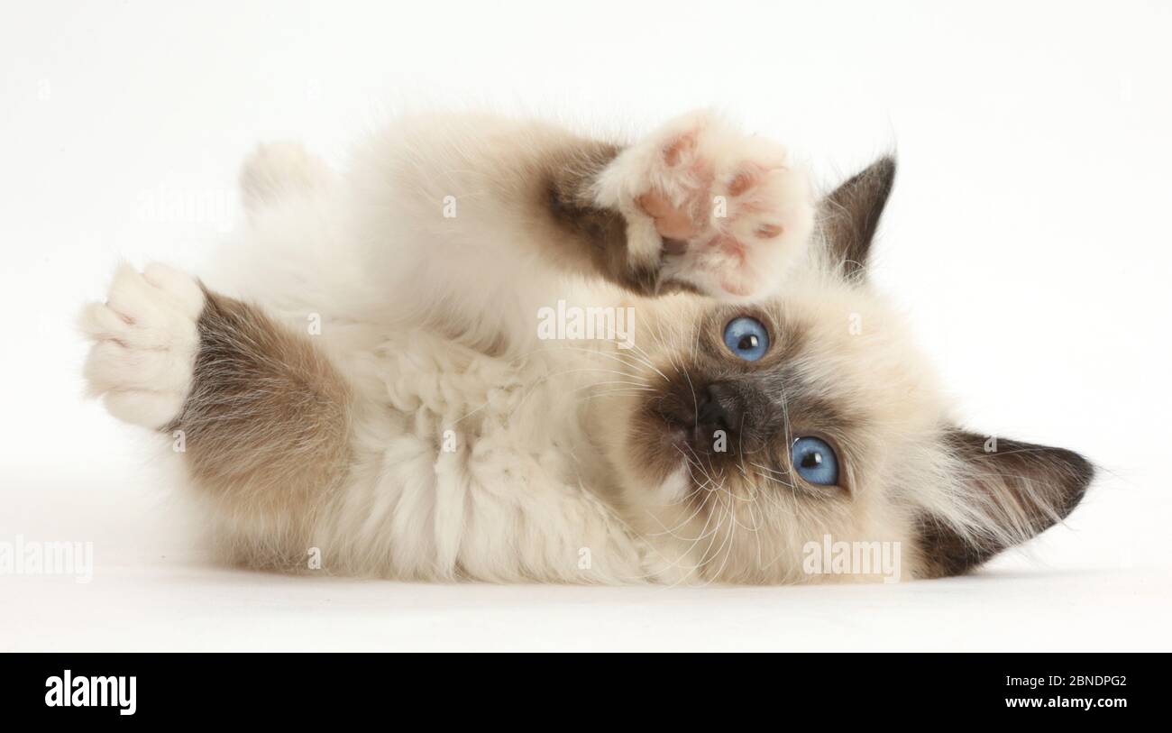Ragdoll Kätzchen, 10 Wochen, liegen auf ihrer Seite. Stockfoto