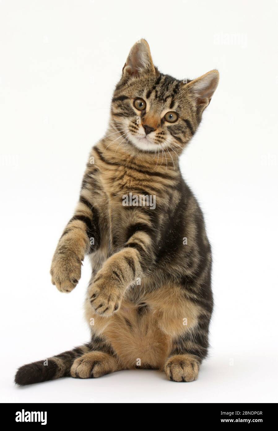 Tabby kitten, Wisch, Alter 3 Monate, die stehen auf die hüftknochen. Stockfoto