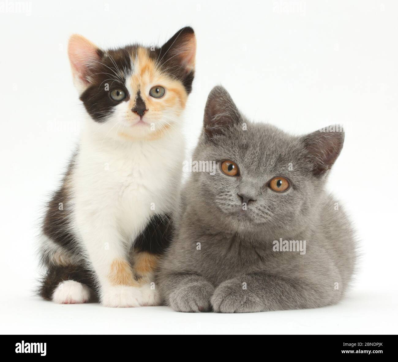 Schildpatt Kätzchen und Blaue Britisch Kurzhaar Kätzchen. Stockfoto