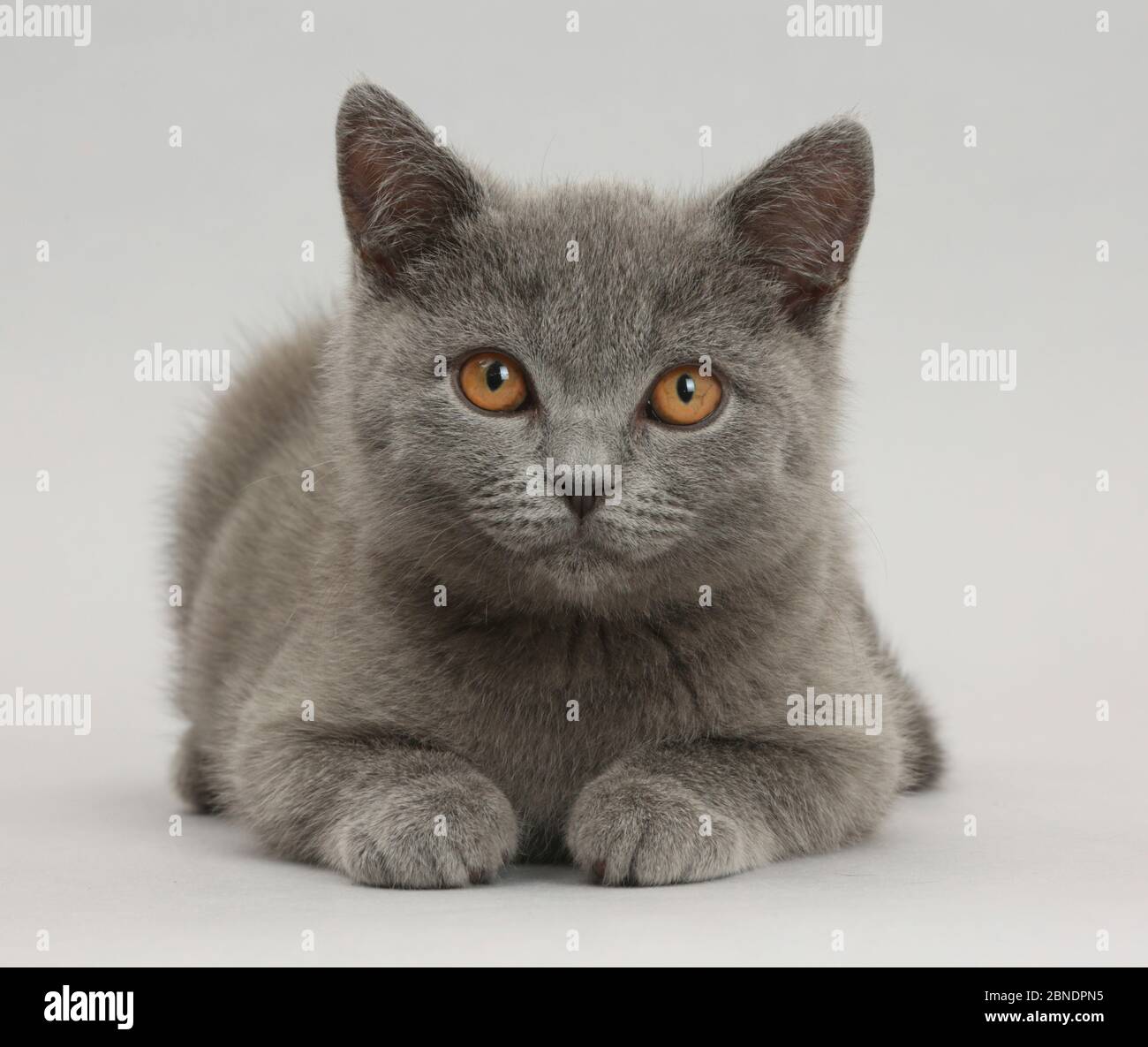 Blaue Britisch Kurzhaar Kätzchen auf grauem Hintergrund. Stockfoto