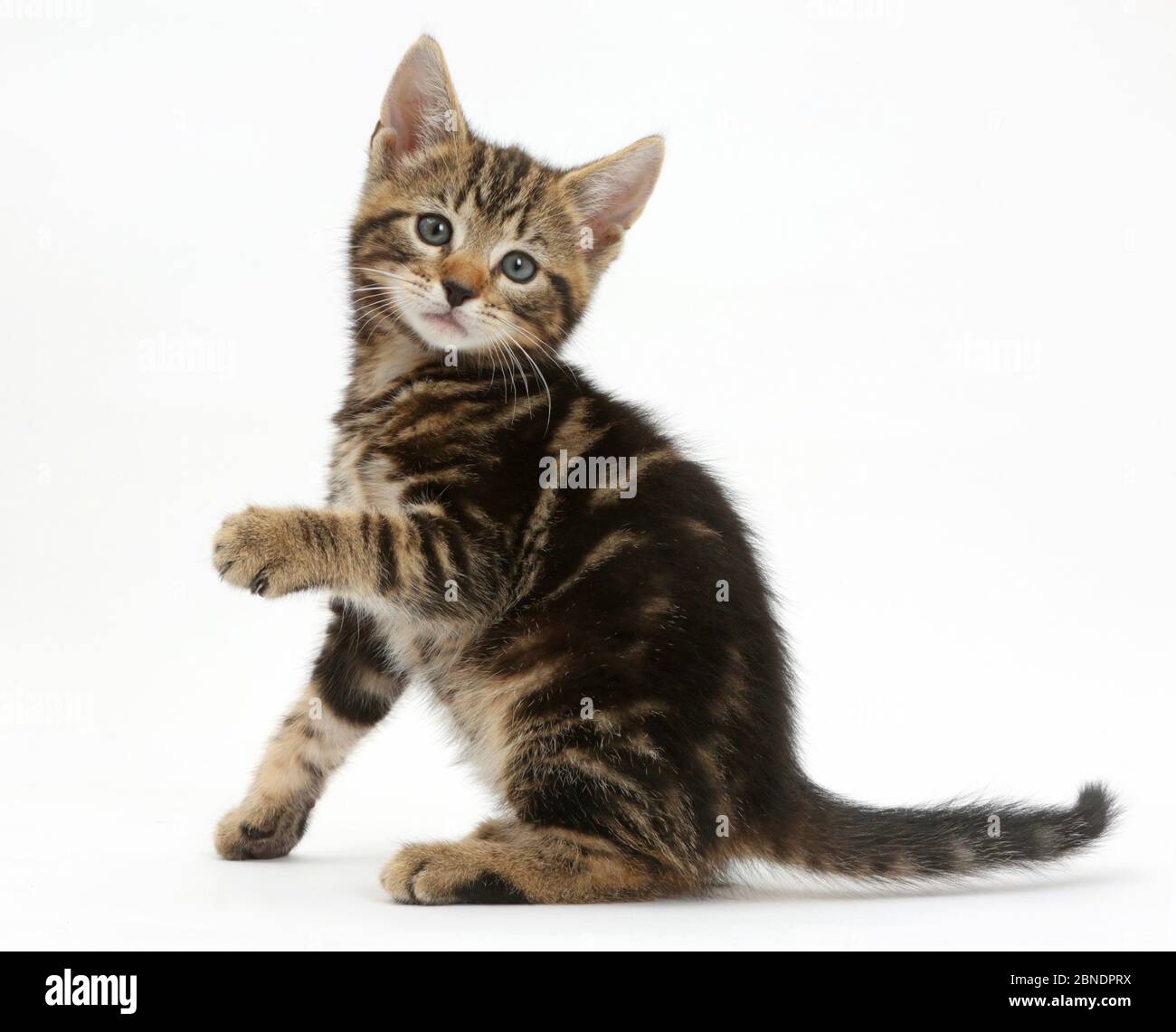 Tabby kitten, Picasso, 7 Wochen, mit erhobenen Pfote. Stockfoto