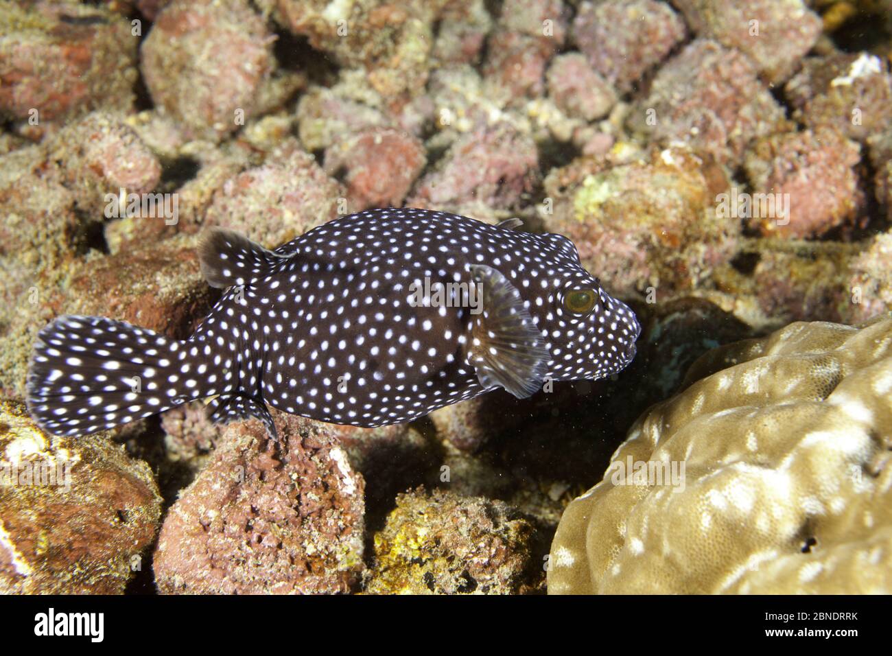 Guineafowl-Kugelfisch (Arothron meleagris) Cocos Island National Park, Costa Rica, Ostpazifischer Ozean Stockfoto