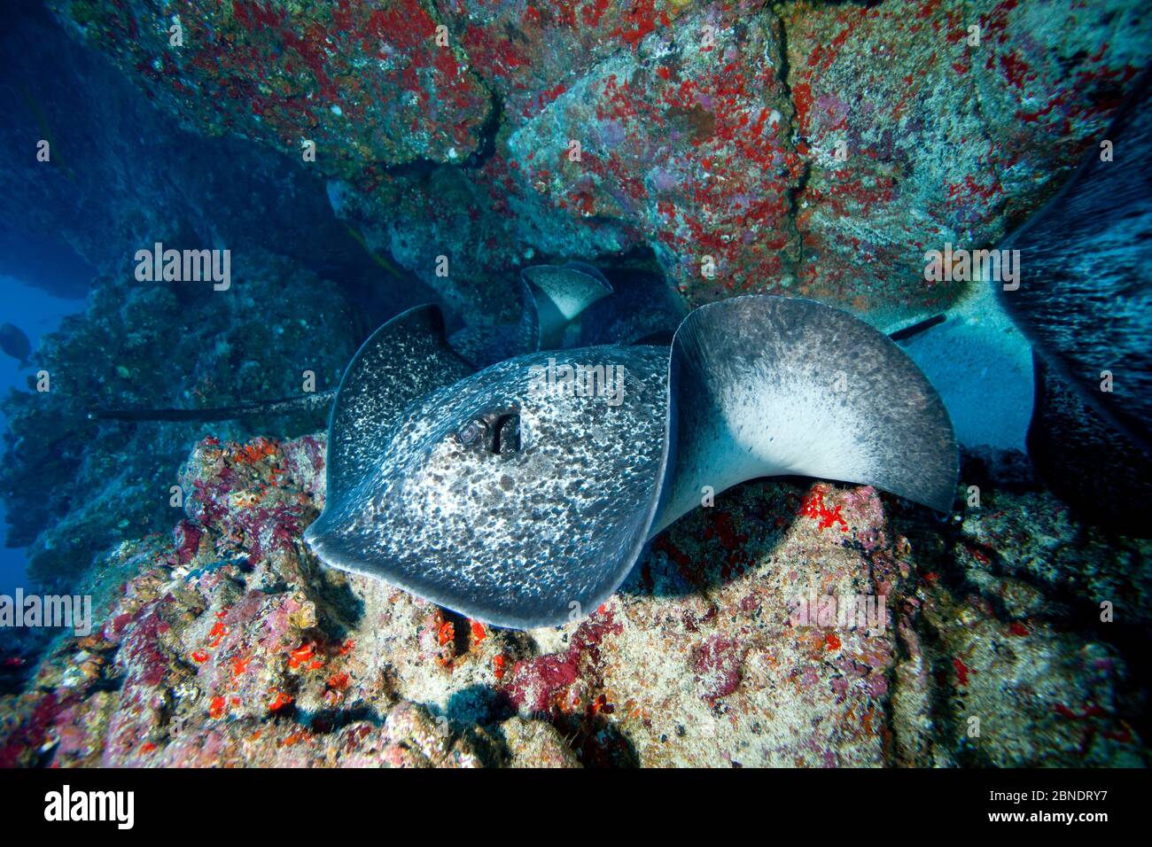 Marbled ray (Taeniurops meyeni) Cocos Island National Park, Costa Rica, Ostpazifik Stockfoto