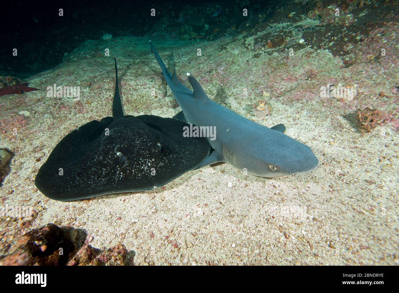 Weißspitzenriffhai (Triaenodon obesus) Ruhepause in der Nähe von Marmorrochen (Taeniurops meyeni) Cocos Island National Park, Naturerbe, Cost Stockfoto