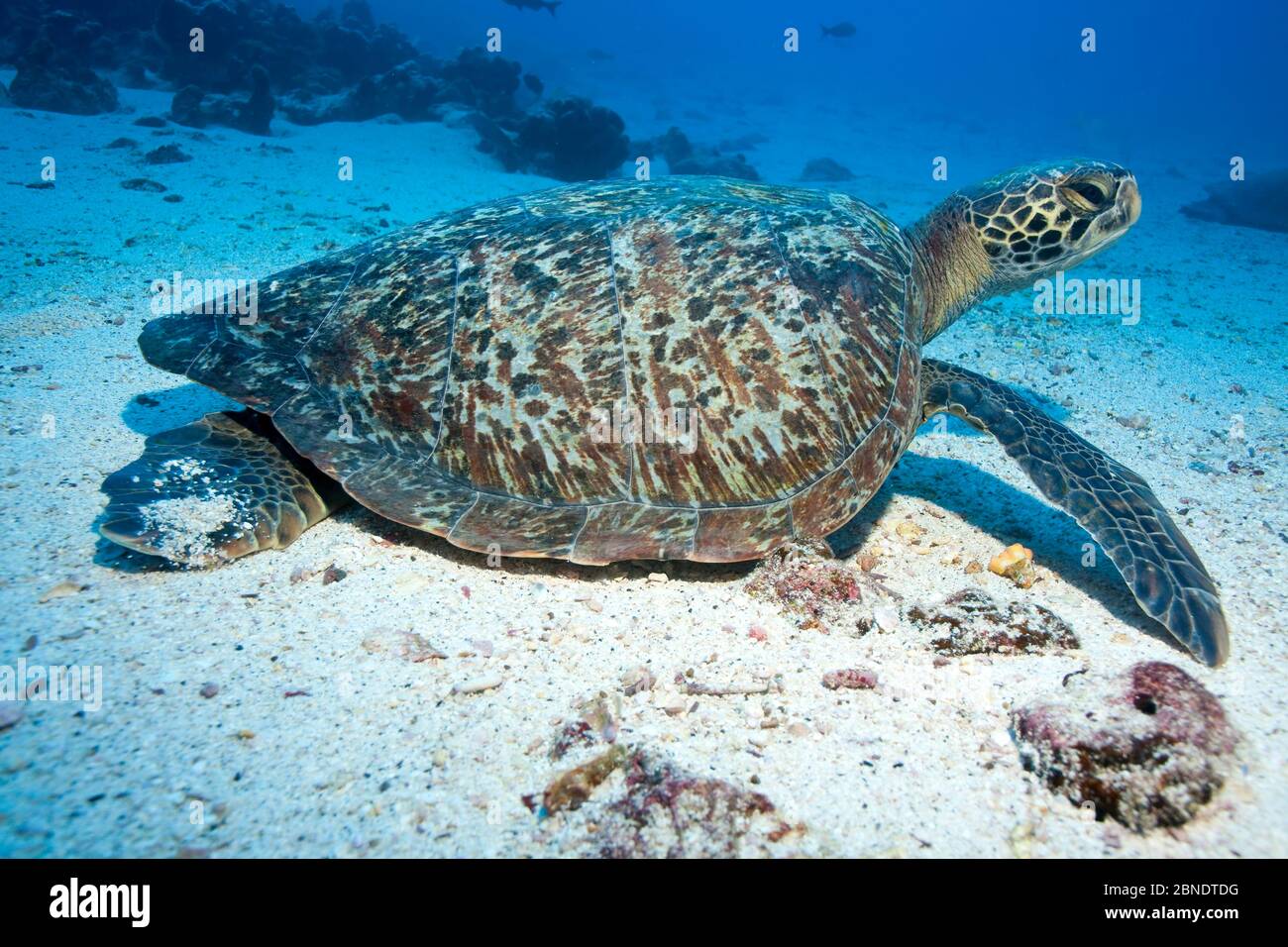 Grüne Schildkröte (Chelonia mydas) Galapagos Inseln, Ostpazifischer Ozean. Stockfoto