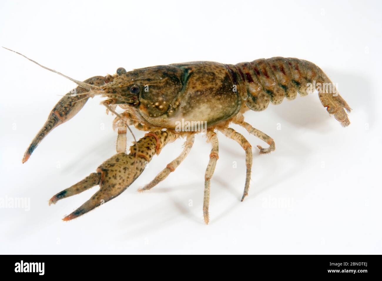 Nordamerikanische Krebse (Orconectes limosus) auf weißem Rückstau, Luganersee, Tessin, Schweiz, Dezember. Stockfoto