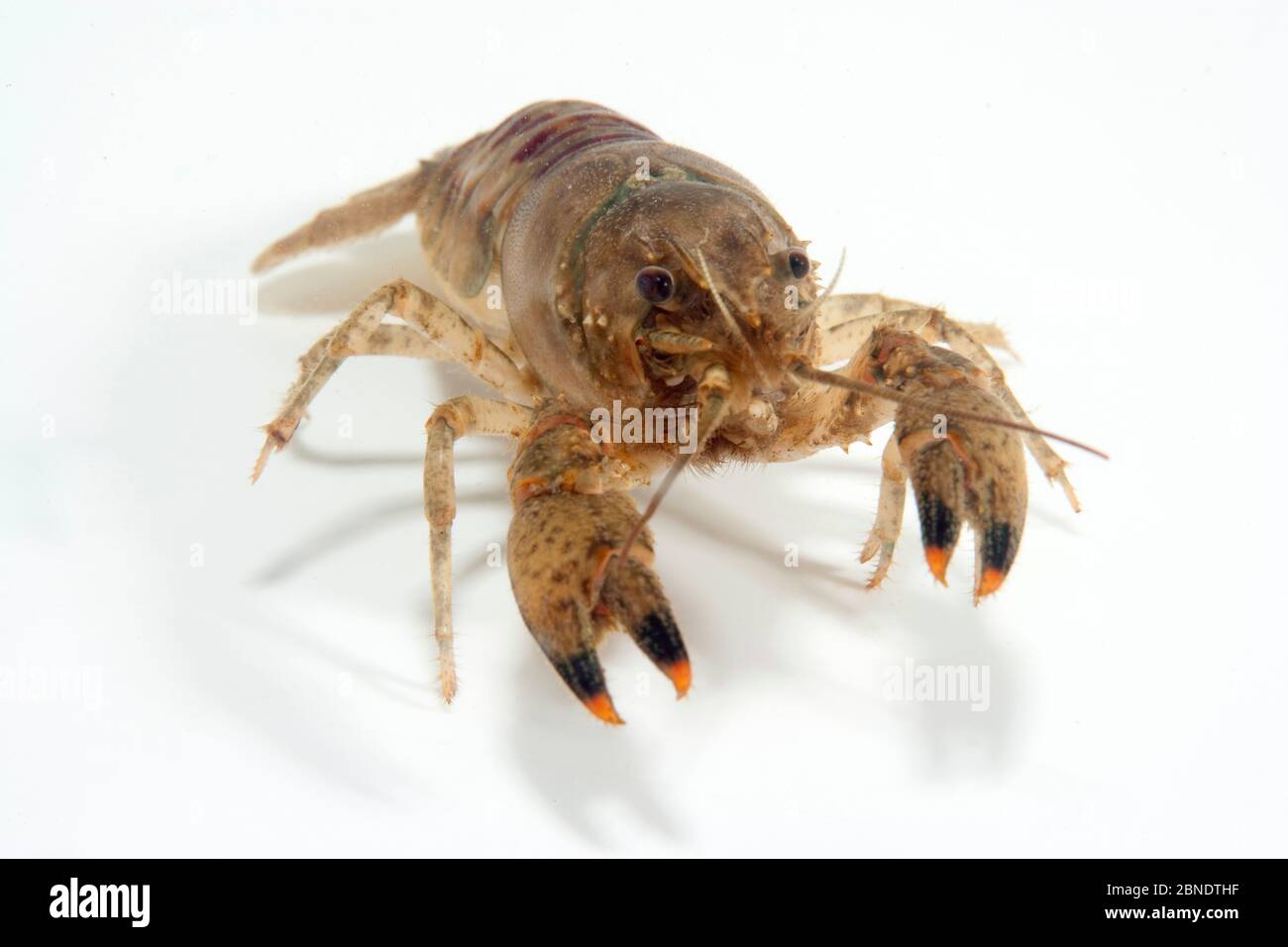 Nordamerikanische Krebse (Orconectes limosus) auf weißem Rückstau, Luganersee, Tessin, Schweiz, Dezember. Stockfoto