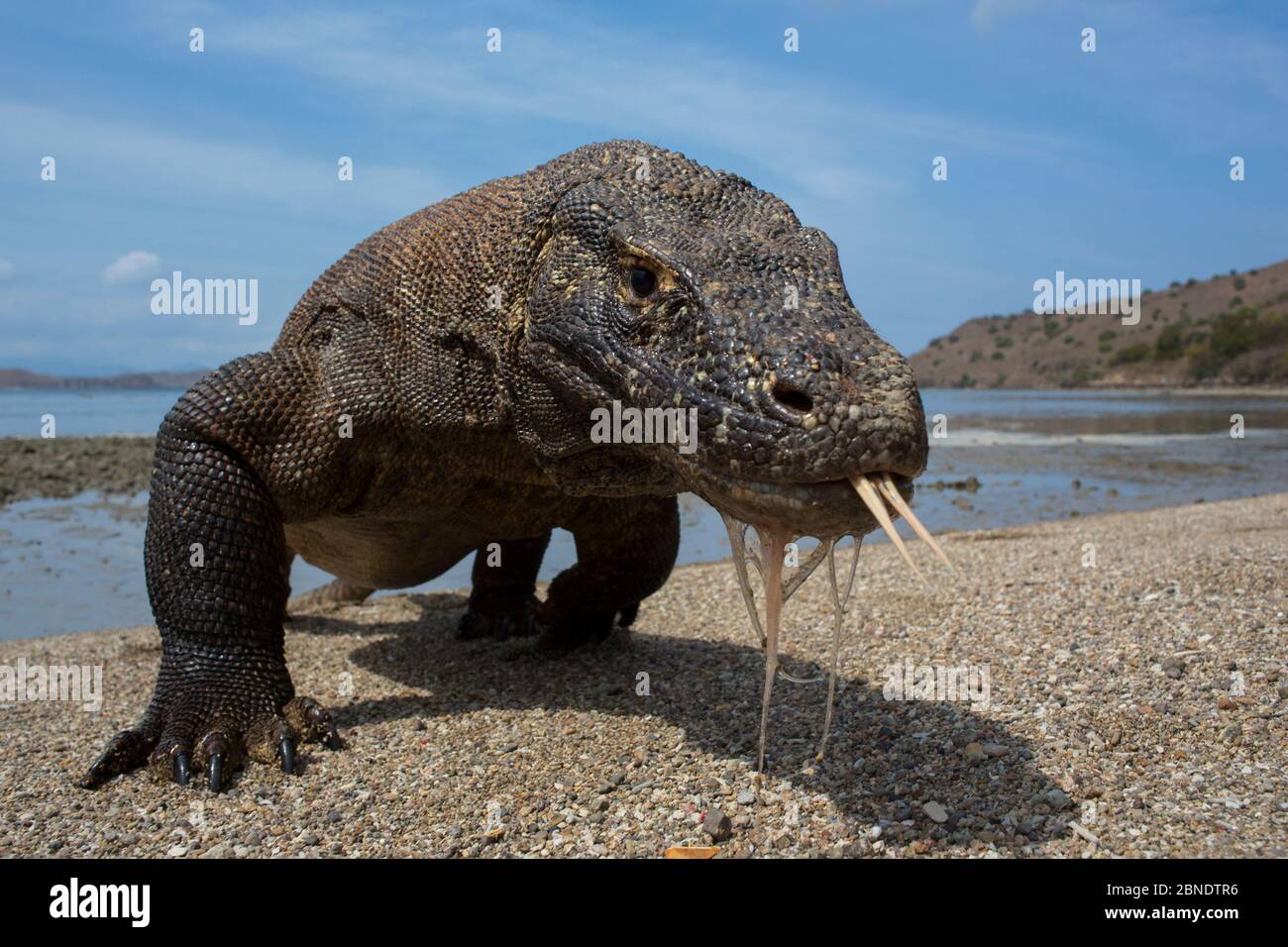 Komodo-Drache (Varanus komodoensis) mit Zunge am Strand, Komodo-Nationalpark, Indonesien. Gefährdete Arten. Stockfoto