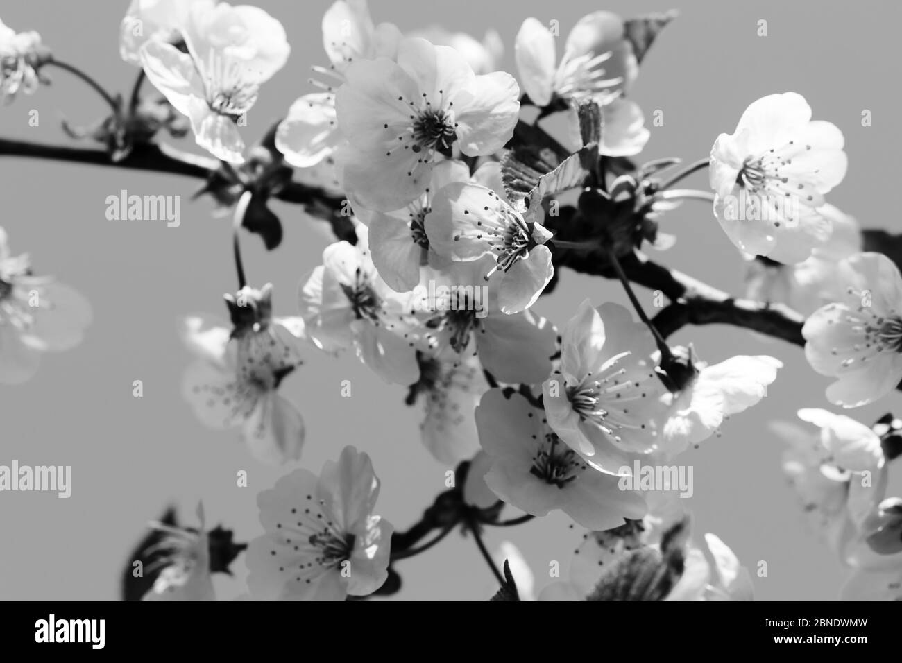Sonnenstrahlen blühenden Zweig des Obstbaums an sonnigen Tag. Blühende Pflanze aus der Familie der Rosengewächse Rosaceae, Gattung Prunus. Wilde Kirsche. Schwarz-weiße Retro-Tonne Stockfoto