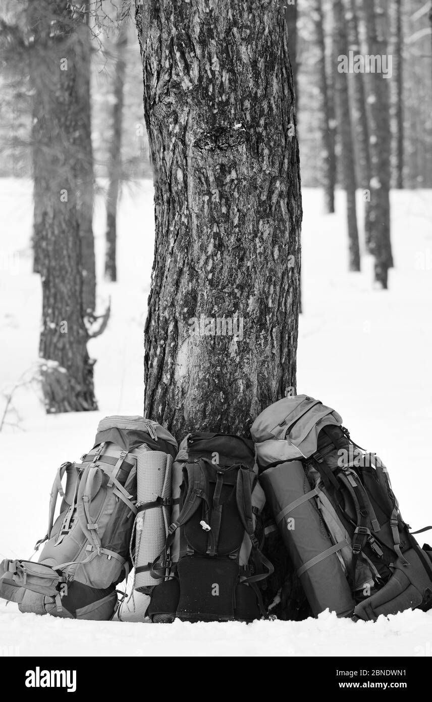 Drei große Rucksäcke mit Schlafkissen in der Nähe von Kiefern auf Schnee im Winter Nadelwald. Schwarzweiß getöntes Bild. Stockfoto