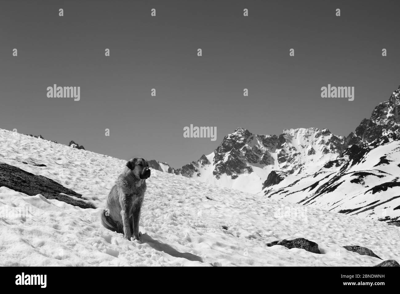 Hund sitzt im Schnee an sonnigen Tag, hohe schneebedeckte Berge und klaren Himmel im Hintergrund. Türkei, Kachkar Berge, höchster Teil der Pontic Berge. Schwarz Stockfoto