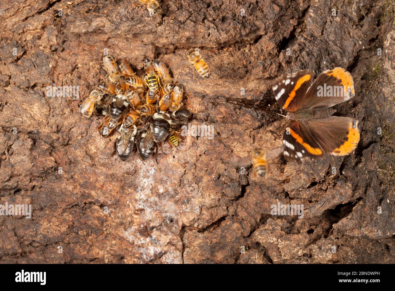 1526327 - - Honigbienen (APIs melifera) Hummeln (Bombus) und flauschige gelbe Jacke (Vespula flavopilosa) und roter Admiralschmetterling (Vanessa atalanta) Stockfoto