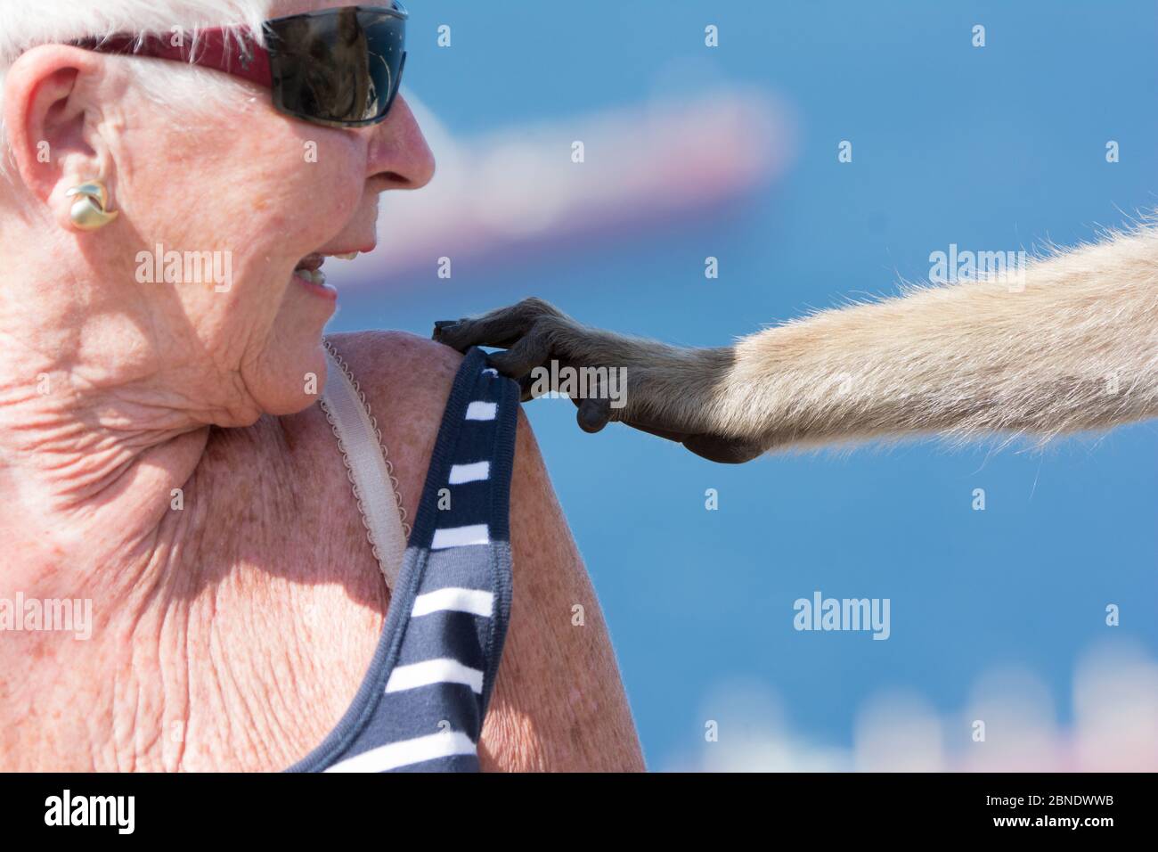 Berbermakaken (Macaca sylvanus), die sich ausstreckten, um mit einem Riemen des weiblichen Oberbands zu spielen. Gibraltar Nature Reserve, Gibraltar, Stockfoto