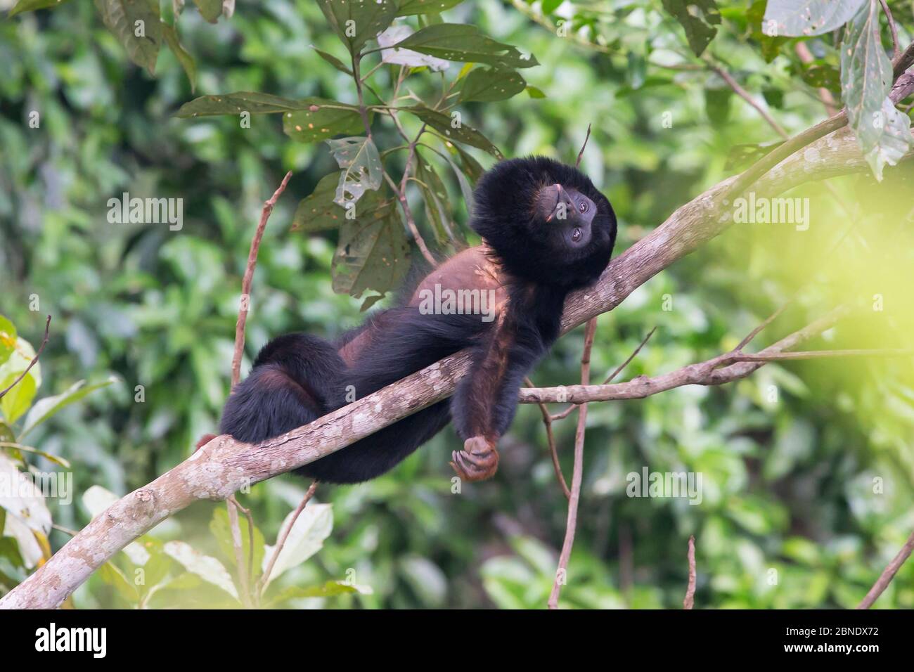 Rothandheullaffe (Alouatta belzebul), der im Baum ruht, Carajas Nationalpark, Amazonas, Brasilien. Stockfoto