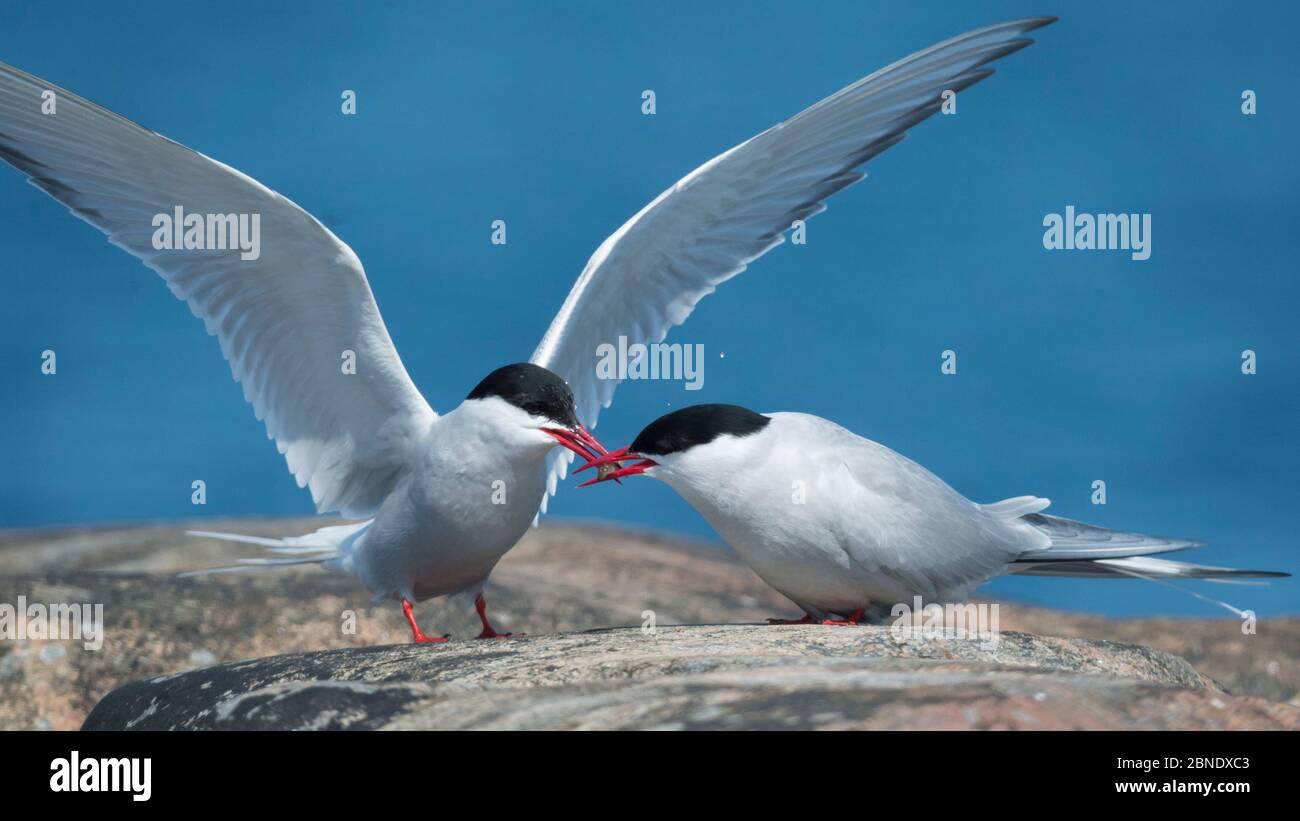 Arktische Seeschwalbe (Sterna paradisaea), Männchen, das Weibchen einen kleinen Fisch gibt, Korpoo, Uto, Finnland, Mai. Stockfoto