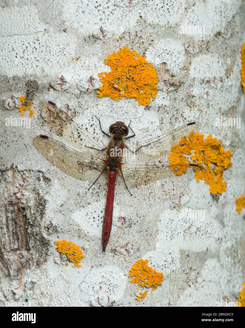 Auf Flechten ruhende Libelle (Sympetrum vulgatum), Jamsa, Mittelfinnland, September. Stockfoto