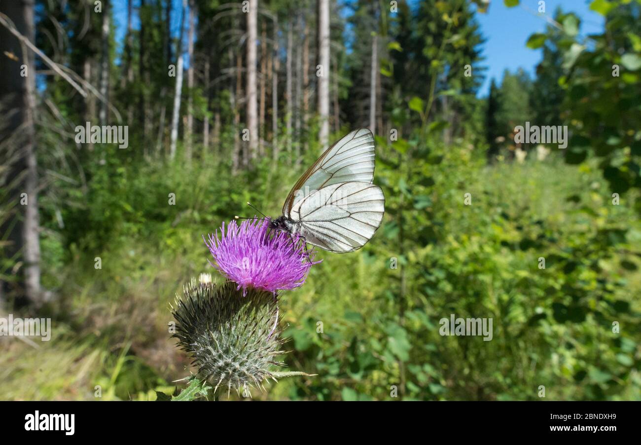 Schwarzaderbalter-Schmetterling (Aporia crataegi) auf Distelblüte, Jyvaskyla, Mittelfinnland, Juli. Stockfoto