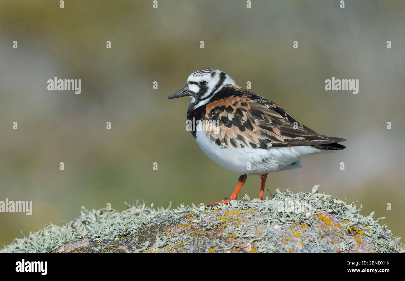 Ruddy turnstone (Arenaria interpres) Korpoo, Uto, Finnland, Mai. Stockfoto